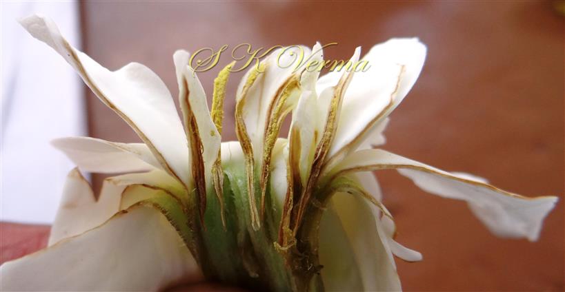  Flower V.S.- see stamens